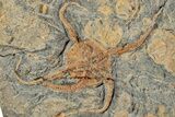 Plate With Three Fossil Brittle Stars (Ophiura) - Morocco #233114-3